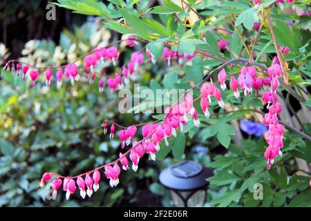 Blutende Herzblumen blühen im Garten. Stockfoto