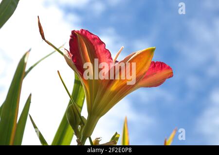 Seitenansicht einer Taglilienblüte vor einem Himmelshintergrund Stockfoto