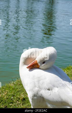 Weiße, blauäugige Hausgänse mit dem Kopf auf dem Rücken. Anser.Gattung anseriform Vögel der Familie Anatidae.Gänse. Arten, Anser anser und Anser Stockfoto