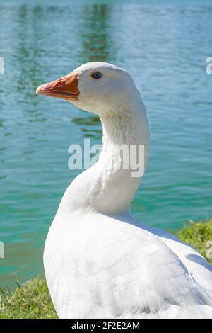 Blauäugige weiße Gans, die direkt in die Kamera schaut. Anser.Gattung der anseriformes Vögel der Familie Anatidae.Gänse. Arten, Anser anser und Anser Stockfoto