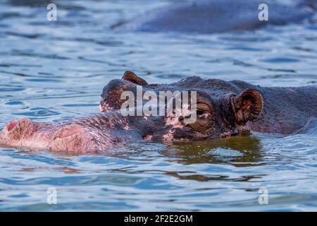Hippo Head direkt über Wasser, Closeup, Hippopotamus im See Augen und Ohren über Wasser. Stockfoto