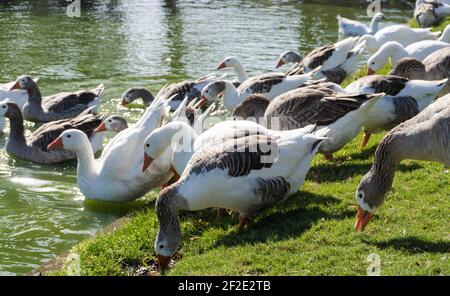 Gänse an der Leine springen in den Fluss. Anser.Gattung der anseriformes Vögel der Familie Anatidae.Gänse. Arten, Anser anser und Anser cygnoides, dom Stockfoto