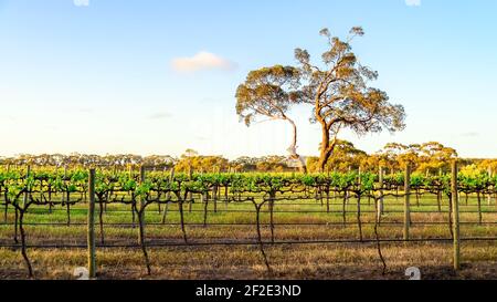 Gumtree mit Weinberg bei Sonnenuntergang, McLaren Vale, South Australia Stockfoto