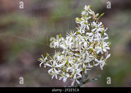 Australische native Blackthorn Pflanze Stockfoto