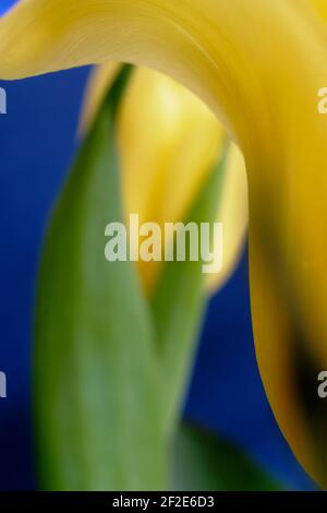 Macro Shot gelbe Tulpe mit wunderschönen fließenden Linien. Hintergrund ist eine unscharf Tulpe mit Blättern gegen ein auffälliges Blau. Stockfoto