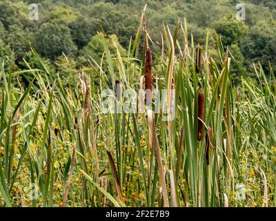 Lake Justice im Two Mile Run County Park in Pennsylvania im Sommer mit Blick auf das Wasser, Sumpfland, See, Bäume, Himmel und Wolken, Perfekt, b Stockfoto