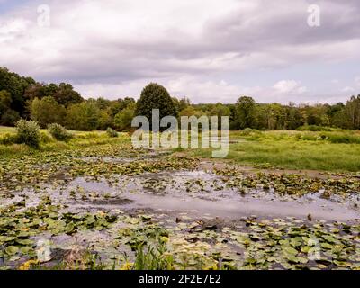 Lake Justice im Two Mile Run County Park in Pennsylvania im Sommer mit Blick auf das Wasser, Sumpfland, See, Bäume, Himmel und Wolken, Perfekt, b Stockfoto