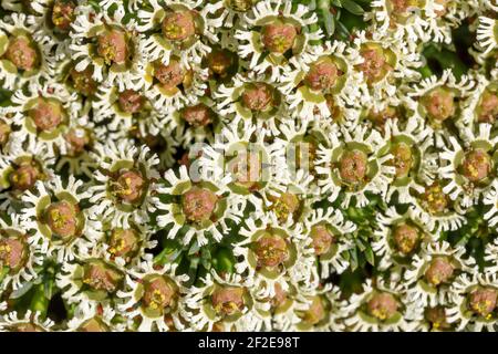 Medusa's Head Euphorbia in Bloom Stockfoto