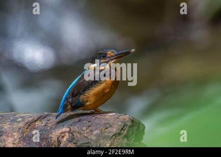 Blaubändiger Eisvogel Alcedo euryzona Weibchen auf einem Baumstamm beim Fluss Stockfoto
