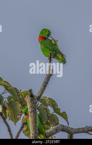 Blau-gekrönter Hängepapagei Loriculus galgulus Beinprägung Stockfoto