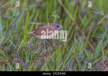 Kastanie munia oder Schwarzkopf munia Lonchura atricapilla unreifen Essen Gras Seeds Stockfoto