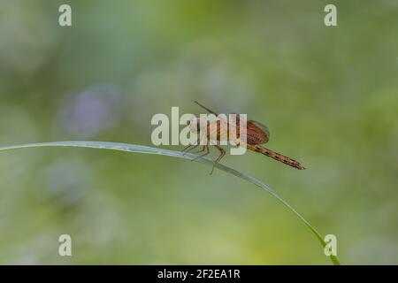 Sonnenschirm Neurothemis fluctuans Libelle Vorderprofil Stockfoto