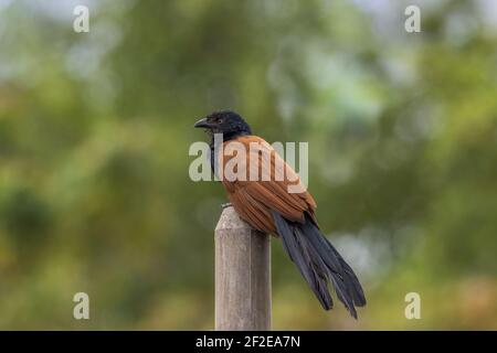 Großer Coucal oder Krähenfasan Centropus sinensis - Sub Adult Barsch auf einer Stange Stockfoto