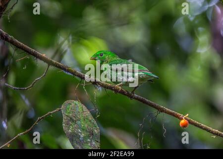 Grüner Breitvogel - Weibliches Seitenprofil Calyptomena viridis Stockfoto