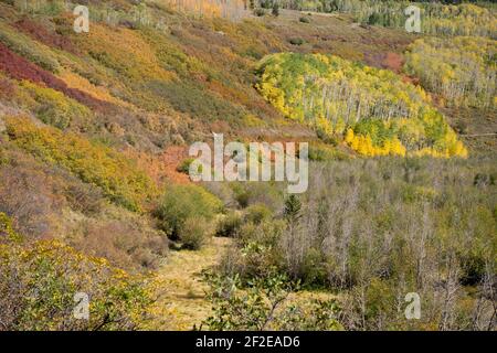 Herbstfarbe (Gambeleiche und quakende Espe) Von der Last Dollar Road in SW Colorado USA Stockfoto