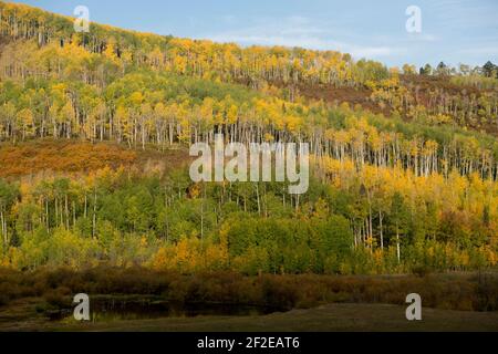 Herbstfarbe (Gambeleiche und quakende Espe) Von der Last Dollar Road in SW Colorado USA Stockfoto