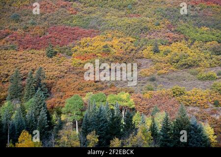 Herbstfarbe (Gambel Eiche. Quakende Espe und Colorado blaue Fichte) in SW Colorado USA Stockfoto