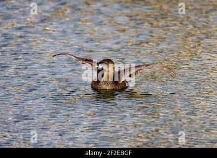 In dieser Aufnahme schlägt ein Rattenschnabel-Grebe (Podilymbus podiceps) seine Flügel, während er auf dem Wasser von Spring Pond in Farmington, Davis County, Utah, USA schwimmt. Stockfoto