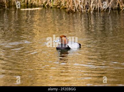 Dies ist eine Ansicht einer Art Ente, die als "Rotkopf" (Aythya americana) bekannt ist. Seinen Namen erhielt er offensichtlich von seinem irisierenden zimtroten Kopf. Stockfoto