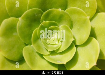 Aeonium undulatum Details Stockfoto