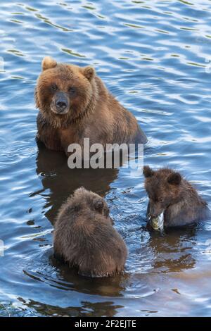 Mutter Grizzlybär mit zwei Jungen fängt roten Lachsfisch Im Fluss beim Fischlaichen Stockfoto