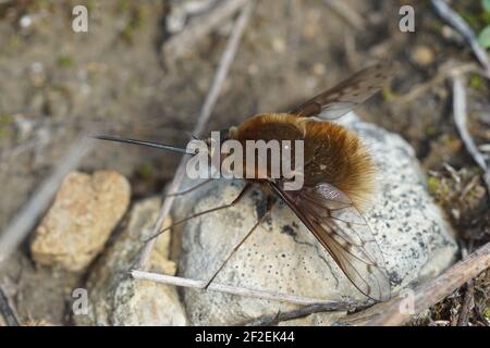 Eine Aufnahme einer flauschigen, niedlichen gepunkteten Bienenfliege, Bombylius discolor aus Gard, Frankreich Stockfoto