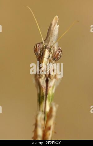 Eine frontale Aufnahme des außerirdisch aussehenden Kopfes einer französischen Kegelkopfmäuse, Empusa pennata in Gard, Frankreich Stockfoto