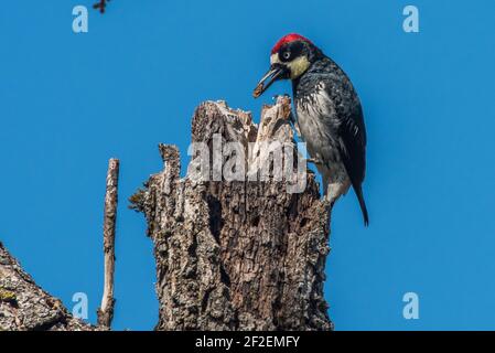 Ein Eichelspecht (Melanerpes formicivorus), der ein Loch in einem Getreidespeicher ausgrub, wo er Nahrung speichern wird, in Alameda County, Kalifornien. Stockfoto