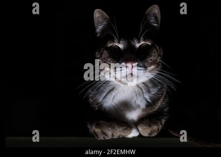 Eine bedrohliche Katze im Dunkeln mit schweren Schatten und dramatischer Beleuchtung, die sie einschüchternd, beängstigend und unheimlich wirken lässt. Stockfoto