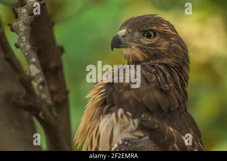 Ein Rotschwanzfalke (Buteo jamaicensis) Porträt eines wilden Jungvogels im Osten von North Carolina, USA. Stockfoto