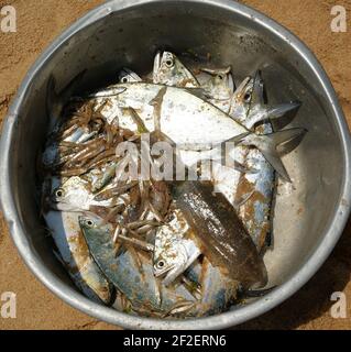 Ein Haufen frisch gefangener Fische in einem Korb Stockfoto