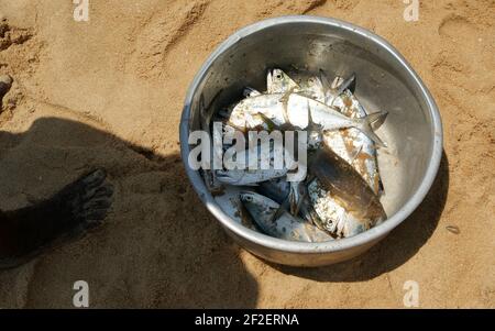 Ein Haufen frisch gefangener Fische in einem Korb Stockfoto