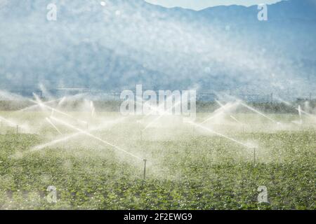 Bewässerungssystem in Funktion landwirtschaftlichen Pflanzen gießen Stockfoto