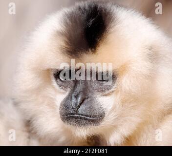 Primate Gelber Wabengibbon (Nomascus gabriellae), Nahaufnahme Porträt Stockfoto