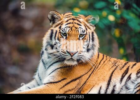 Sibirischer Tiger (Panthera tigris tigris), Amur Tiger (Panthera tigris altaica) im Wald Stockfoto