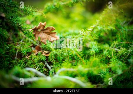 Close up schöne helle grüne Moos aufgewachsen und Tropfen Wasser bedecken die rauen Steine und auf dem Boden im Wald. Stockfoto