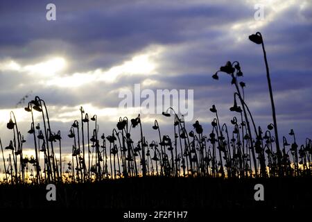 Getrocknetes Sonnenblumenfeld im Winter, als dunkle Silhouette bei Sonnenuntergang am Abend. Sonnenblumen mit bewölktem Himmel im Hintergrund. Stockfoto