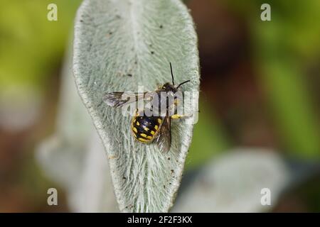 Europäische Wollschnäbel (Anthidium manicatum) Familie Megachilidae, die Blattschneider Bienen oder Maurer Bienen auf einem behaarten Blatt Lammohr Stockfoto