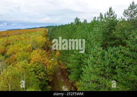 Drohnenansicht eines Herbstwaldes: Halb farbig (Laubholz) und halb grün (Kiefern) Stockfoto