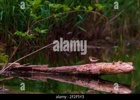 Gewöhnlicher Sandpiper oder Actitis hypoleucos Vogel im Lebensraum. Stockfoto