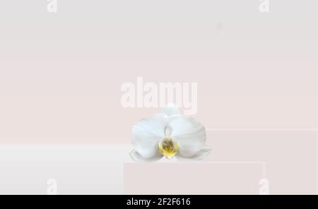 3D realistisches Podium mit Orchideenblume für Mode Kosmetik Produkt für Werbung, Banner oder Magazin Hintergrund. Vektor-Iillustration. Stock Vektor
