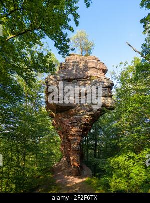 Bizarre natürliche Felsbildung im Wald. Seitenansicht auf riesigen Sandsteinbogen Rocher et Arche de l'Erbsenfelsen, Moselle, Frankreich. Stockfoto