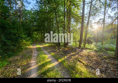 Landschaftsfoto mit Blick auf die Sonne. Feldweg im Wald, Sonne scheint durch Bäume und wirft lange Schatten. Sommerabend in der Natur. Stockfoto