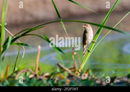 Waldsänger oder Acrocephalus Vogel auf einem Schilf. Stockfoto