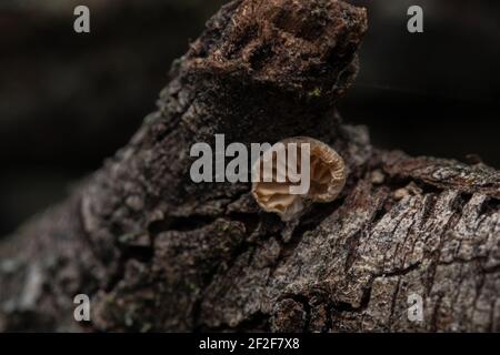 Eine Nahaufnahme des Pilzes Crepidotus versutus allgemein bekannt als die Ausweichende Agarie, die auf einem Baumstamm wächst Stockfoto