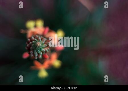 Spiralblumen-Makros in Antigua, Guatemala. Dezember 2015 Stockfoto