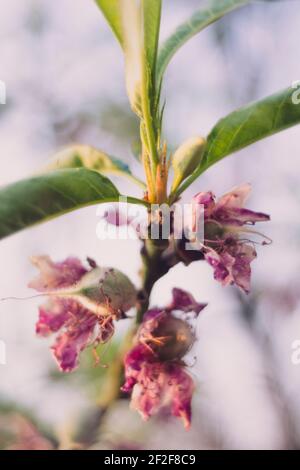 Frühlingspfirsichblüten in Pretoria, Südafrika. August 2016 Stockfoto