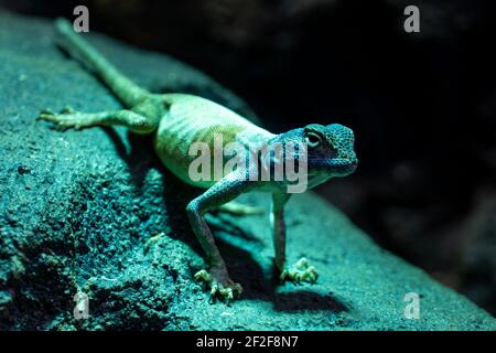 Sinai-Agama (Pseudotrapelus sinaitus, früher Agama sinaita) sehr nah auf einem Felsen in der Nacht bereit, abzuspringen. Stockfoto