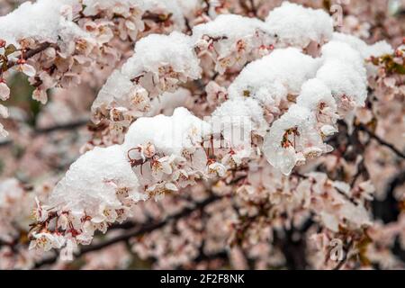 Pflaume blüht unter dem Schnee eines plötzlichen Schneefalls im März. Abruzzen, Italien, Europa Stockfoto