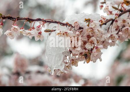 Pflaume blüht unter dem Schnee eines plötzlichen Schneefalls im März. Abruzzen, Italien, Europa Stockfoto